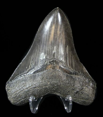 Serrated, Megalodon Tooth - Great Tip #38746